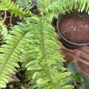 Exotic Rare Verigated Boston Fern Plant With Roots