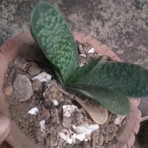 Its Sucuulent Gasteria Plant +ball Cactus