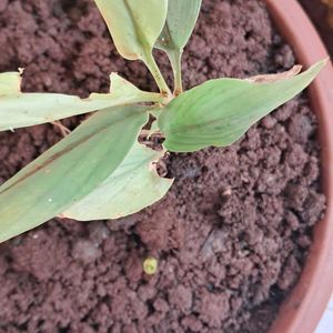 Butterflyplant And Black Tuemeruc