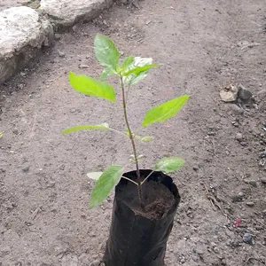 Tulsi Plant