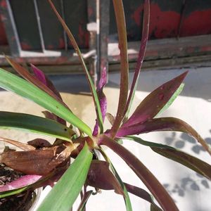 Purple Oyester Plant
