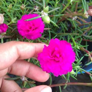 Portulaca & Purslane Cuttings