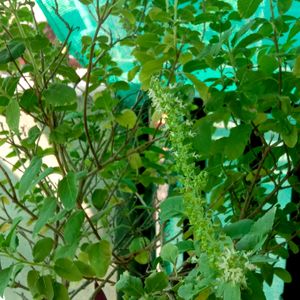 Green Tulsi Plant