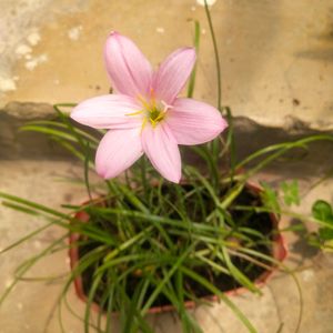 Combo Pink Rain Lilly 2 Bulb +10 O Clock Cutting 3