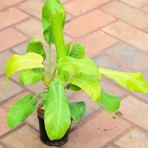 Philodendron Selloum Live Plant ☘️ With Roots.Hard