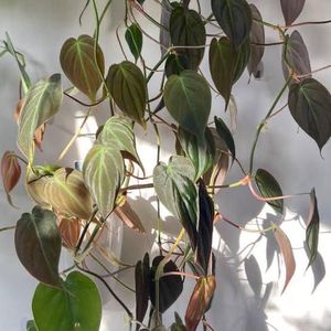 Philodendron Micans