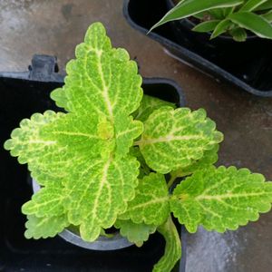 Coleus Plants And Cutting