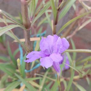 Ruellia simplex Plant