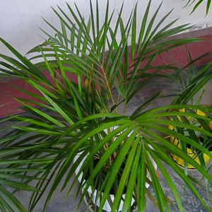 Areca Palm Bunch