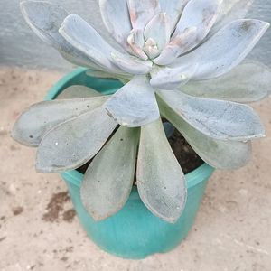 Variegated Succulent