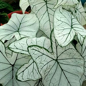 Caladium White Christmas