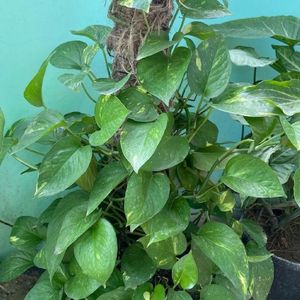 Vinca seed pods And money plant cuttings