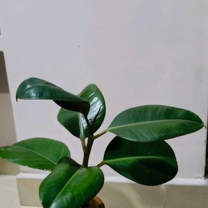 FICUS ELASTICA IN A PREMIUM TERRACOTTA POT