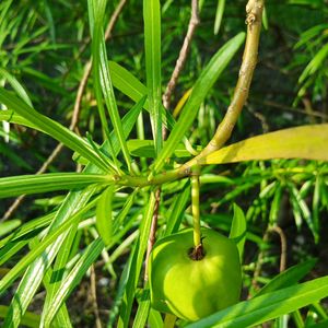 Yellow Karabi Baby Plant