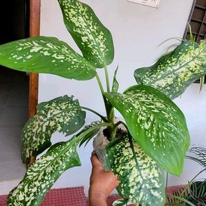 Evergreen Money &.Dieffenbachia Seguine Plant &Pot