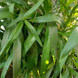 Dancing Lady Orchid Plant