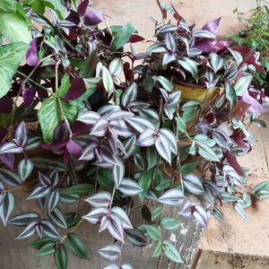 8 To 10 Wandering Jew Plants With Roots