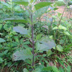 Thulasi Live Plant(3nos )