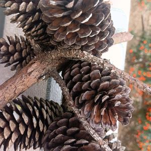 Christmas Tree Pine Cone