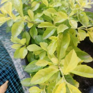 SALE 💥💥🌟Elegant Golden Duranta Plant 🌿✨✨🌿