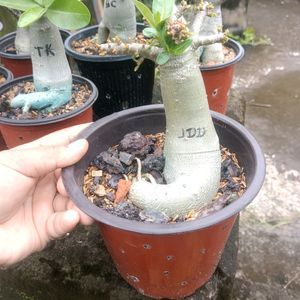 Adenium Arabicum Live Plant ( JDD)