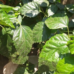 Hibiscus Leaf's (50 Leaf's)🍀 (Mandhara Akulu)