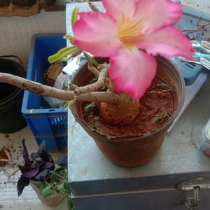 Adenium plant 2