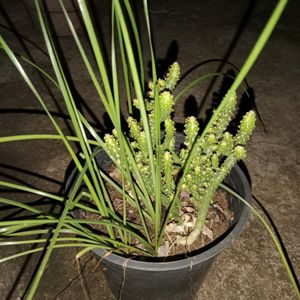 Rain Lily And Opuntia Ficus Indica Cactus Combo