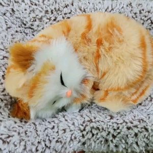 Cute Sleeping Cat 🎀