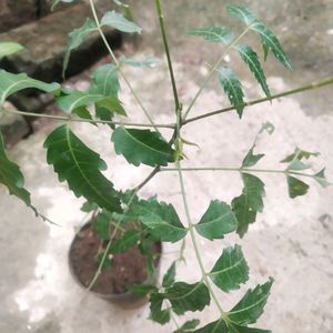 Neem Plant With Pot