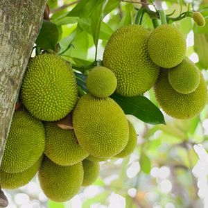 Jackfruit Live Plant Pack Of 1