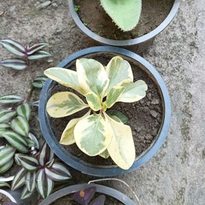 Variegated Peperomia