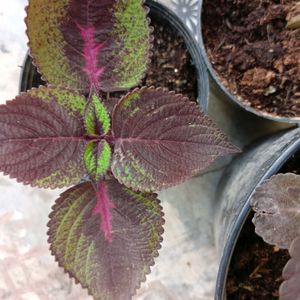 Coleus Live Plant