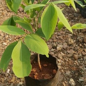 Golden Shower/Cassia Fistula Live Plant