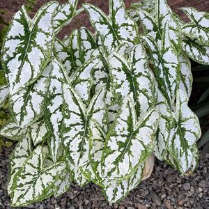 Xmas Caladium Dwarf With Bulb.