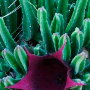 Rare Maroon Flower Cup  Cactus Plant Cutting