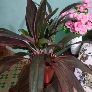 Cordyline Fruticosa Whole Plant