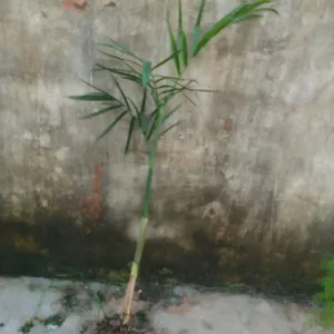 Bamboo Palm Plant