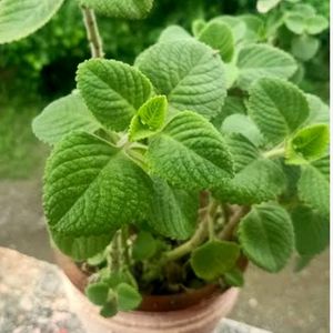 Ajwain Plant