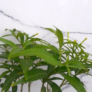 Self Watering Jasmin Plant