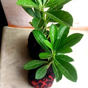 Healthy Adenium Combo