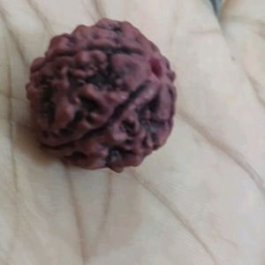 Panchmukhi - Rudraksha With Gifted.