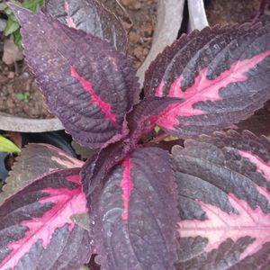 Coleus 1st Type