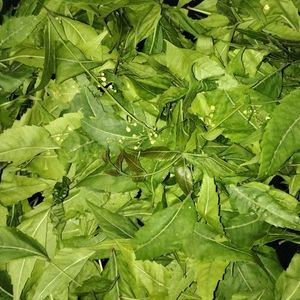 Neem Leaves