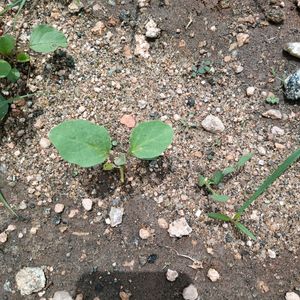 கத்தரிக்காய்/Brinjal நாற்று விற்பனைக்கு