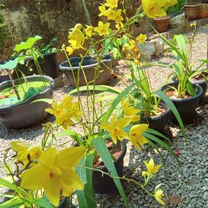 *O*  Yellow Ground Orchid🌿🌿