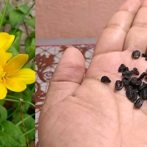 Yellow Rain Lily Seeds 20/-