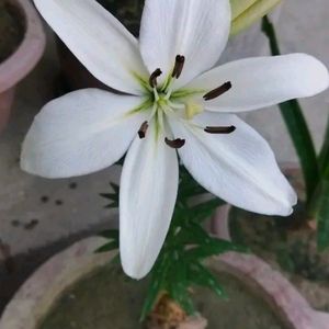 Imported Asiatic Lilly Mix Color 5 Blub