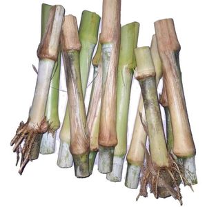 Elephant Grass 20 Seeds Sticks