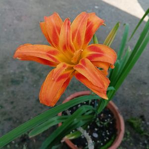 Orange Day Lily